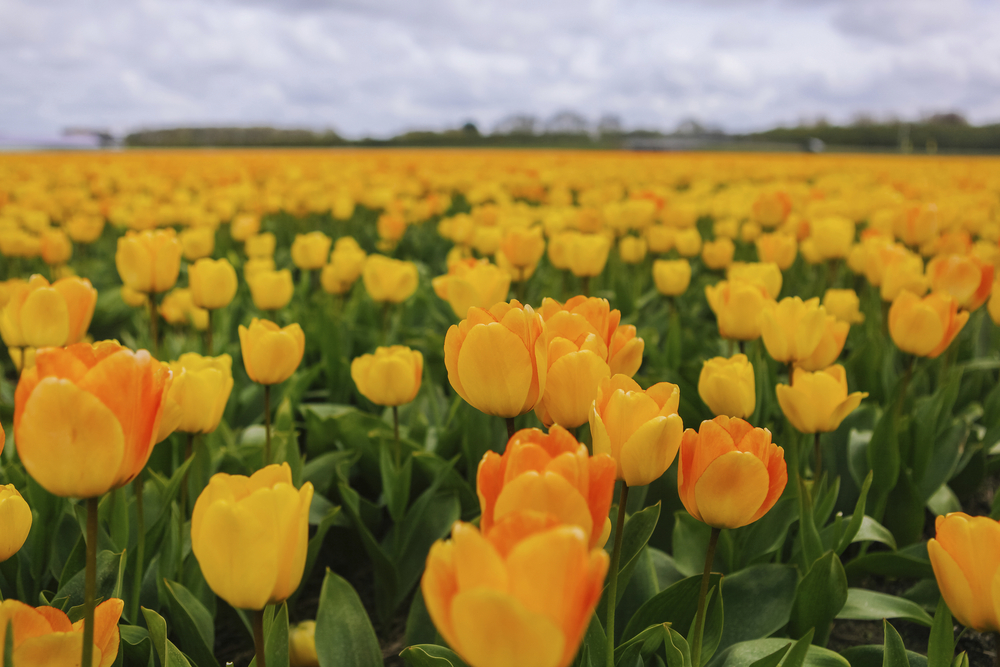 Noordwijkerhout Tulpen 